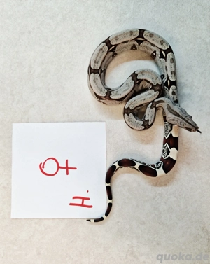 boa c.c Surinam F2 Bild 7