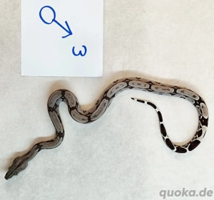 boa c.c Surinam F2 Bild 5