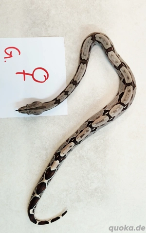 boa c.c Surinam F2 Bild 10