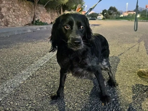 Maya sucht ihr Zuhause (noch auf Sardinien)