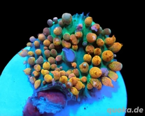 Meerwasser Rhodactis osculifera Ultra Bounce Scheibenanemone