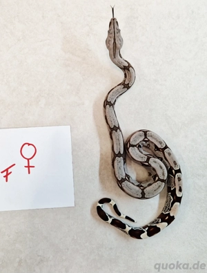 boa c.c Surinam F2 Bild 2