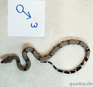 boa c.c Surinam F2 Bild 4