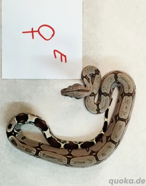 boa c.c Surinam F2 Bild 6