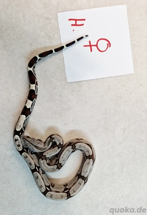 boa c.c Surinam F2 Bild 8