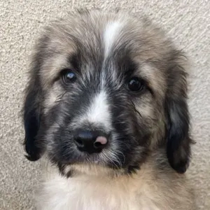 Taigo, geb. ca.09 2025, lebt in GRIECHENLAND, im städt. Tierheim Serres 