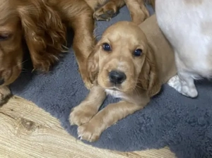 Englischer Cocker Spaniel (Rüde)   Abzugeben- geb 05.04.25 Dresden