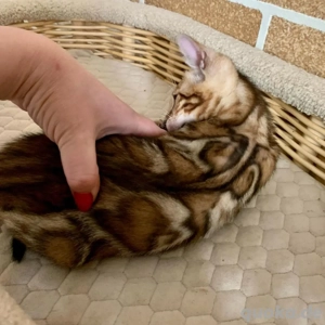 Bengal-Kätzchen (weiblich)