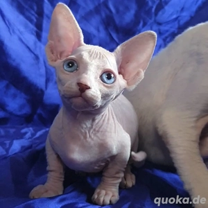 Sphynx-Kätzchen (weiblich)