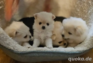 Bezaubernde reinrassige Zwergspitz-Pomeranian welpen