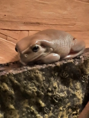 Verkaufe Frösche korallenfinger und pacmanfrosch 