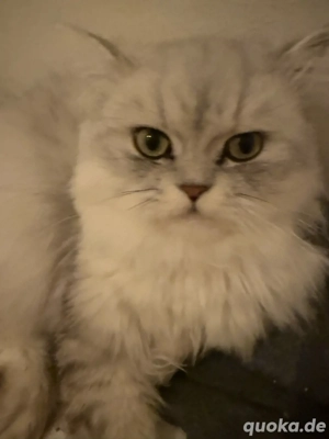 kater sucht neu zuhause