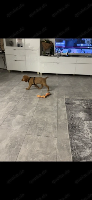 Welpe Englisch cocker spaniel 