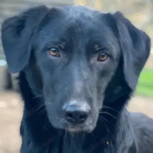 Taco Junior, geb. ca. 05 2024, lebt in GRIECHENLAND, auf einer privaten Pflegestelle 