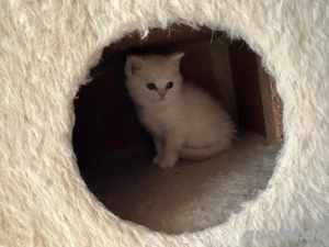 Liebevolle BKH-Kitten suchen neues Zuhause   08.10.2025 geboren