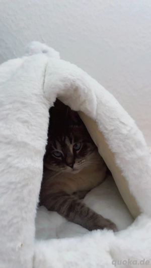 Liebevoller Kater sucht neues Zuhause