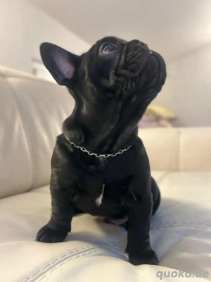 Exklusive!Wunderschöne Französische Bulldoggen Welpen. 