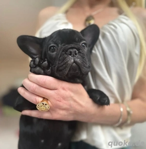 Exklusive!Wunderschöne Französische Bulldoggen Welpen. Weltweit Verdand 