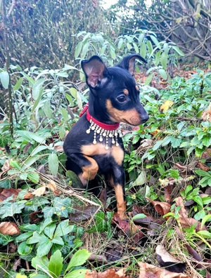 Prager Rattler Welpe Weiblich Black and tan- Abgabe Dezember 