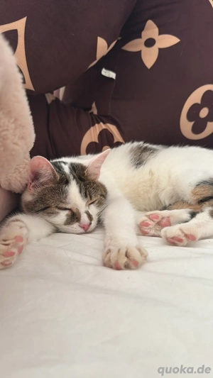 Liebevolle Katze  Salt  (2 Jahre) sucht ein neues Zuhause   Standort Frankfurt am Main