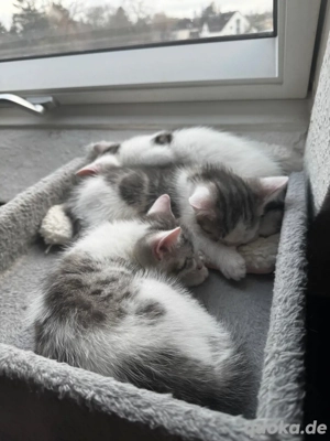 Hübsche Babykater (3 Jungs)   Abgabe in  4 Wochen   Frankfurt am Main (Abholung)