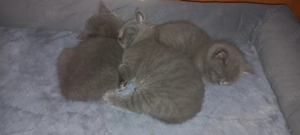 Britisch kurzhaar Kitten