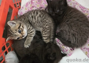 britischekurzhaar babys zu weihnachten 