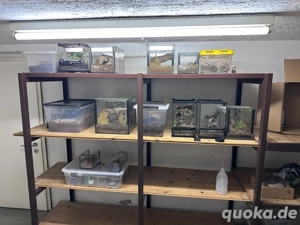 Bestandsverkleinerung   Vogelspinnen abzugeben