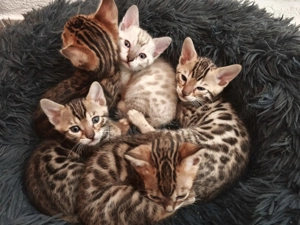 Bildhübsche, junge, reinrassige Bengal-Kitten 