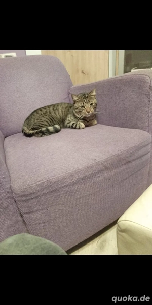 ein Kater von drei Jahren abzugeben