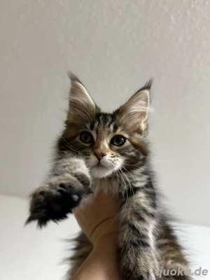 Wunderschöne Maine Coon Kätzchen bereit für ihr neues Zuhause!