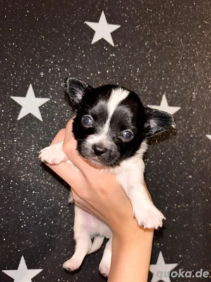 schöner chihuahua rüde ( welpen) 