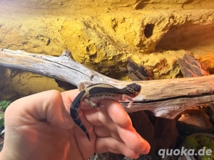 Leopardgecko + Terrarium + Komplett-Set   Alles inklusive!