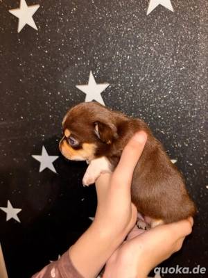 chihuahua welpe ( rüde ) 