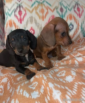 Bezaubernde Dackelwelpen