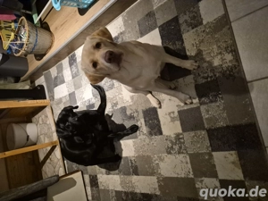 reinrassige  Laprador in gute Hände abzugeben  Bild 2