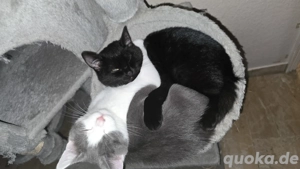 Britishkurzhaar Kitten