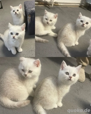 BKH-Kitten ab sofort zu vergeben Bild 3