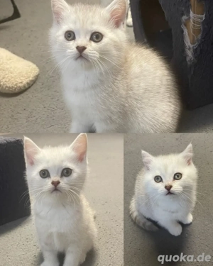BKH-Kitten ab sofort zu vergeben Bild 5