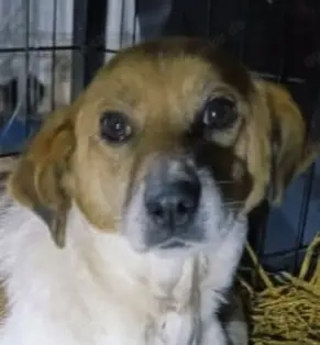 SOS - Notfall -  Mando sucht dringend ein liebevolles Zuhause