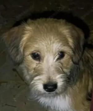 Toni - Welpenjunge sucht ein liebevolles Zuhause