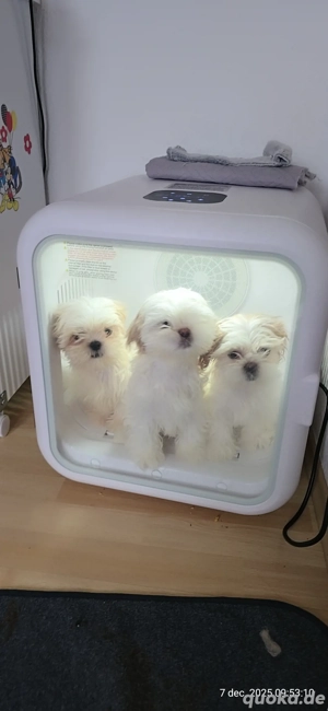 Shih-Tzu Deutschland 