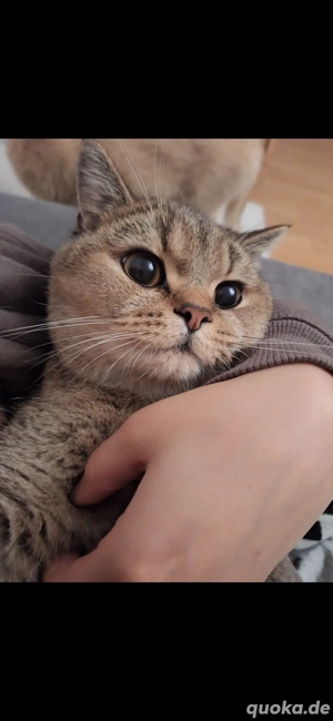 BKH Kitten reinrassig m