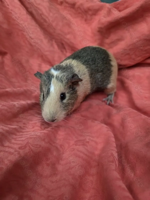 Junge Meerschweinchen abzugeben 