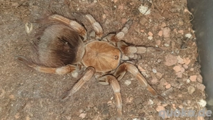 0.1.1 Pamphobeteus sp mascara 