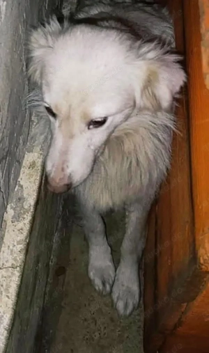 Alla braucht ein Zuhause für immer Bild 8