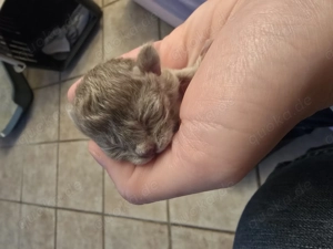 Wunderschöne Burma Kitten