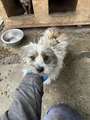 kleine, liebe Hündin "Amelie" sucht dringend ein schönes Zuhause Bild 3