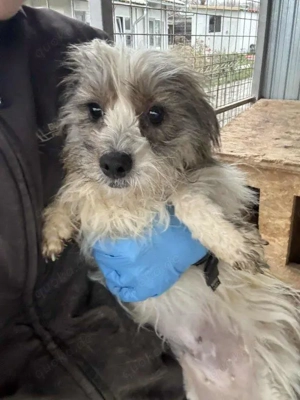 kleine, liebe Hündin "Amelie" sucht dringend ein schönes Zuhause Bild 6