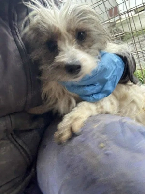 kleine, liebe Hündin "Amelie" sucht dringend ein schönes Zuhause Bild 9